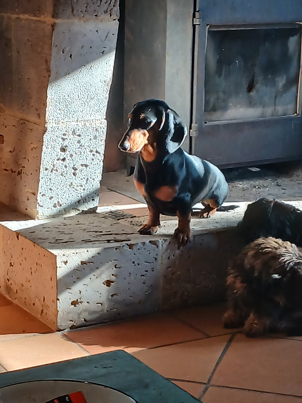 Varsovie Du Domaine De Jappeloup