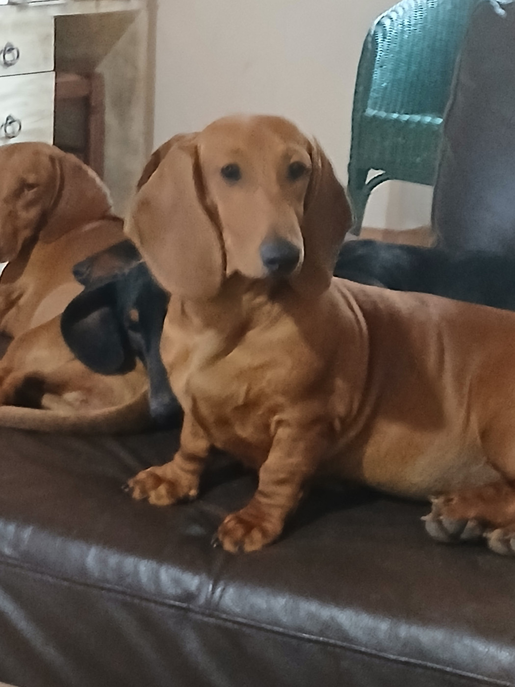 Alienor Aquitaine De Chez Dame Céline