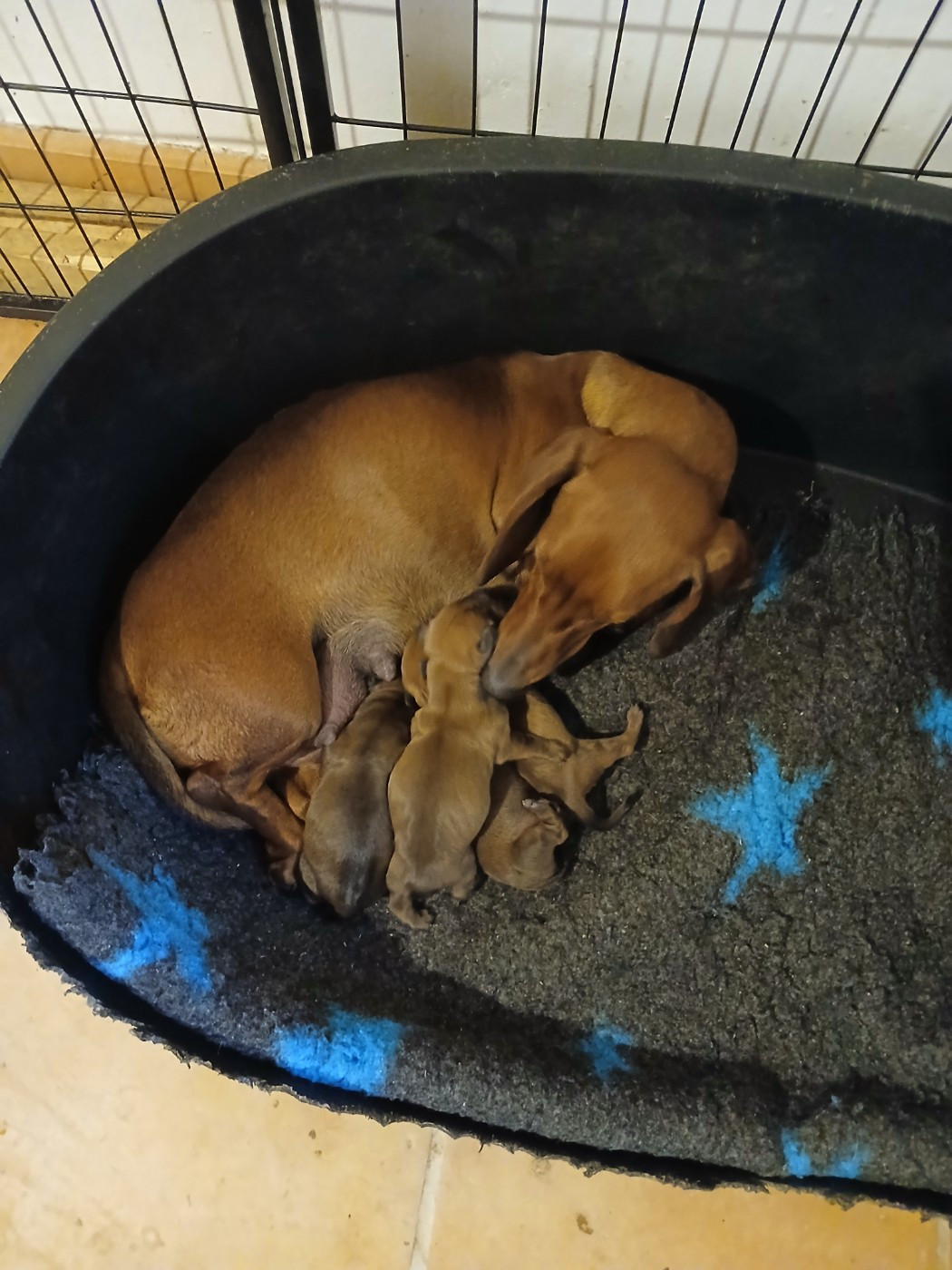 De Chez Dame Céline - Chiots disponibles - Teckel poil ras
