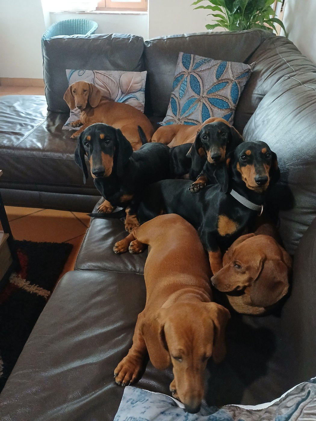 Chiot Teckel poil ras De Chez Dame Céline