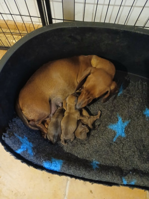 CHIOT 2