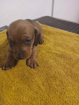 CHIOT 2