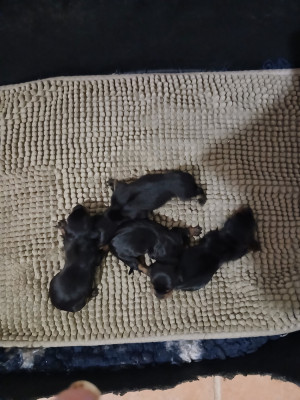 CHIOT 4