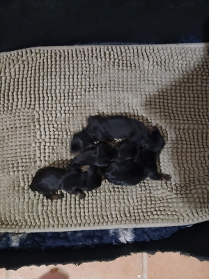 CHIOT 3