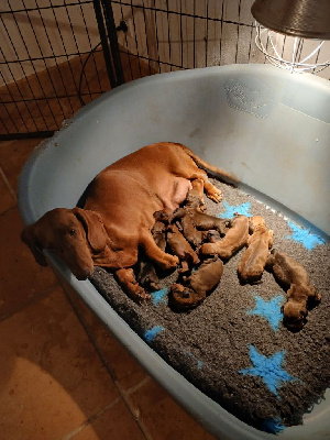CHIOT 6