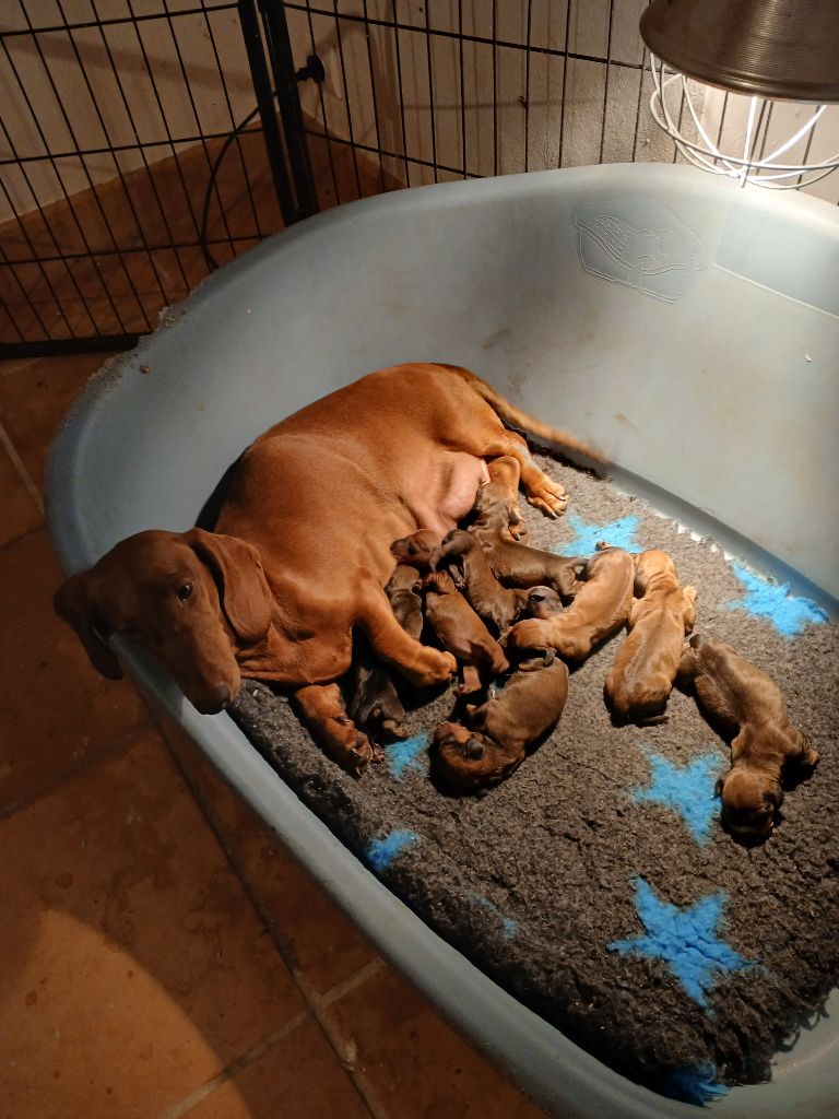 Chiot Teckel poil ras De Chez Dame Céline